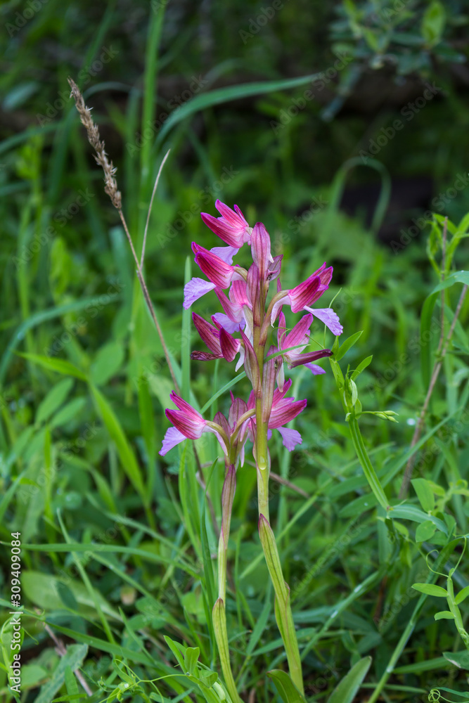 Anacamptis Morio growing on a meadow Anacamptis Morio growing on a meadow