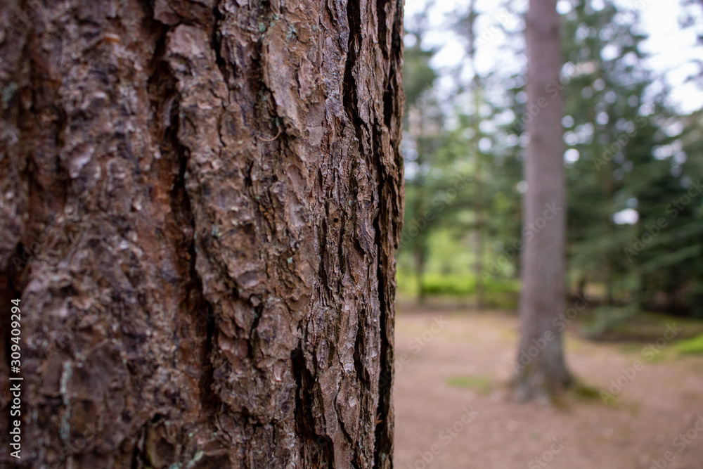 Scottish Pine Bark