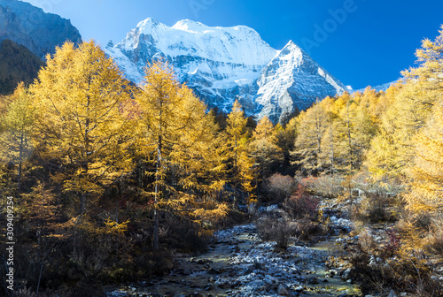 Beautiful of Yellow pine forest in autumn with snow-capped mountain and blue sky in the background at Yading Nature Reserve, Sichuan, China