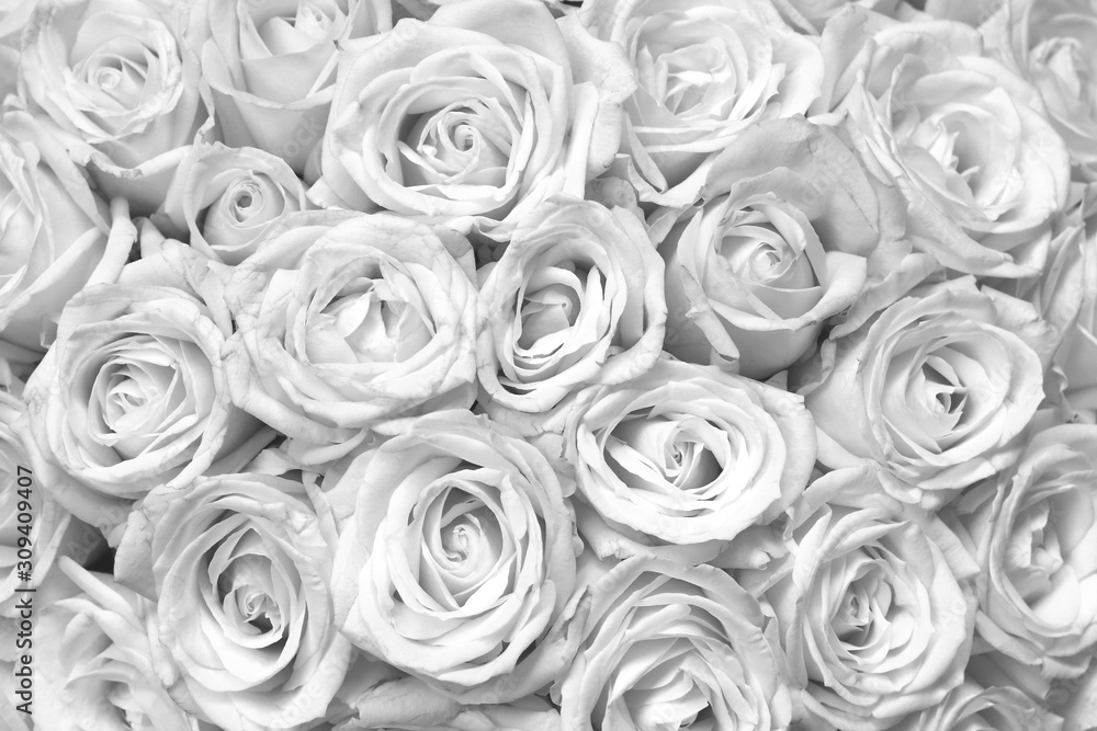 Black and white background with beautiful white roses Black and white background with beautiful white roses