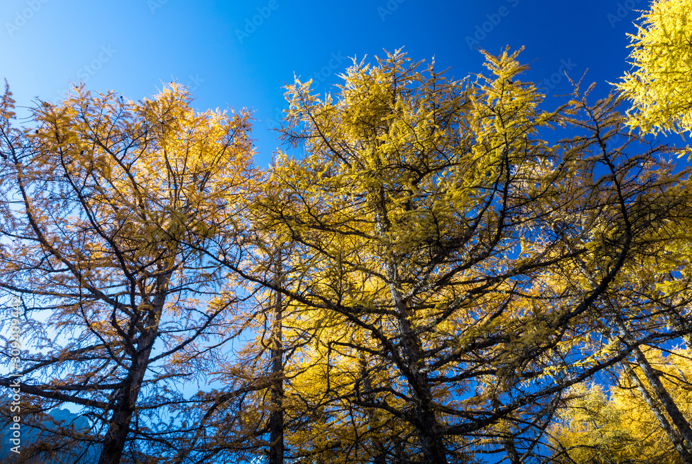 Beautiful of Yellow pine forest in autumn with blue sky in the background at Yading Nature Reserve, Sichuan, China