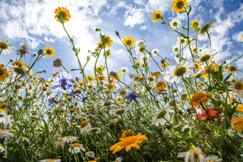 Wild meadow flowers on a summer's day