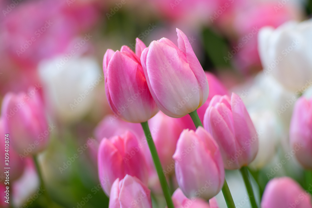 Fototapeta premium Colorful of tulips flowers against sunlight as floral background