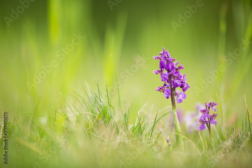 Orchis morio. Free nature. Beautiful picture. Orchid of the Czech Republic. Beautiful photo. Wild nature of the Czech Republic. Plant. Orchids of Europe.