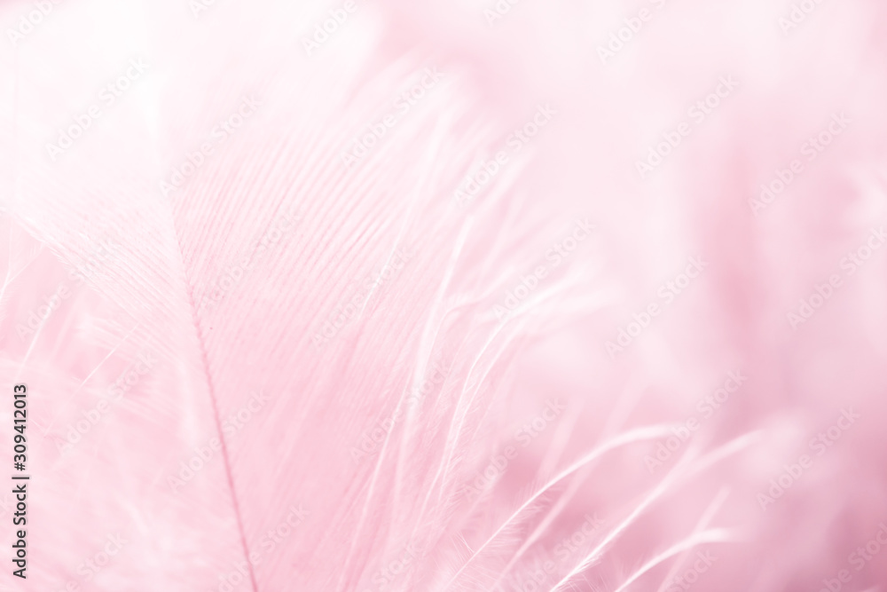 Image nature art of wings bird,Soft pastel detail of design,chicken feather texture,white fluffy twirled on transparent background wallpaper Abstract. Coral Pink color trends and  vintage.