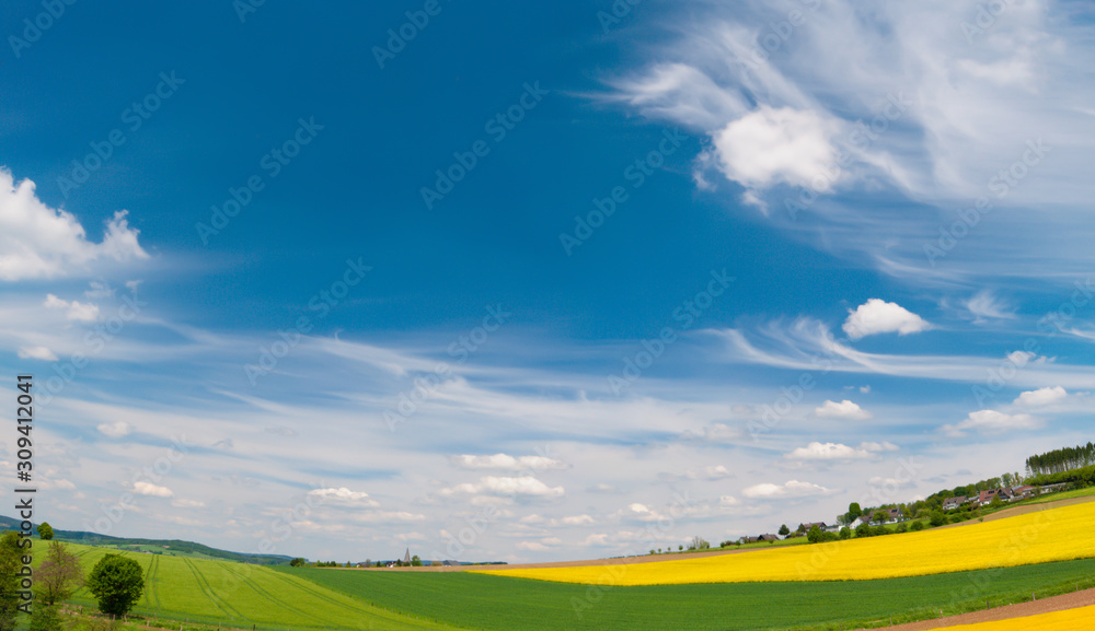 Fototapeta premium Harvest ready canola field under blue cloudy sky sunny day