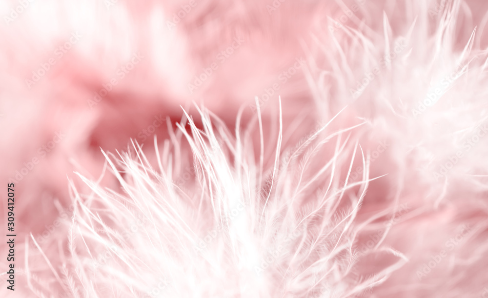 Image nature art of wings bird,Soft pastel detail of design,chicken feather texture,white fluffy twirled on transparent background wallpaper Abstract. Coral Pink color trends and vintage. Image nature art of wings bird,Soft pastel detail of design,chicken feather texture,white fluffy twirled on transparent background wallpaper Abstract. Coral Pink color trends and vintage.