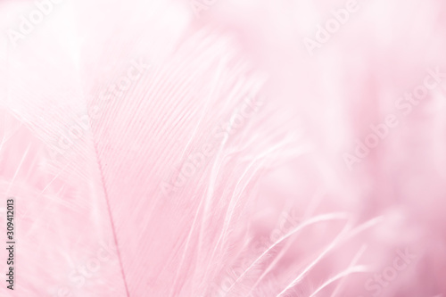 Image nature art of wings bird Soft pastel detail of design chicken feather texture white fluffy twirled on transparent background wallpaper Abstract. Coral Pink color trends and  vintage.