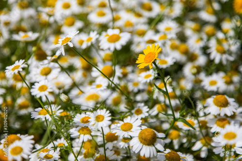 A yellow daisy amongst a field of white ones