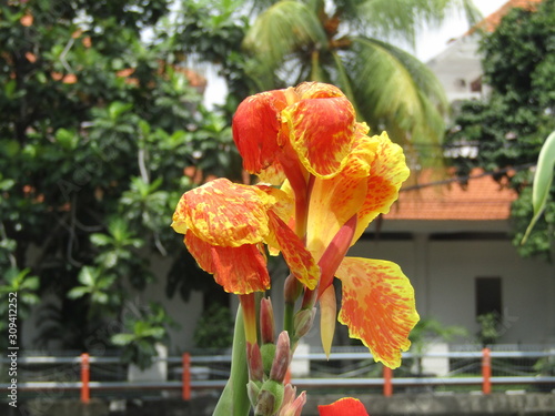 Beautiful white red orange Canna lily flower or kana varigata variegata or bunga tasbih with green leaves clear sky background at garden. Use as tropical flowers landscape wallpaper background pattern photo