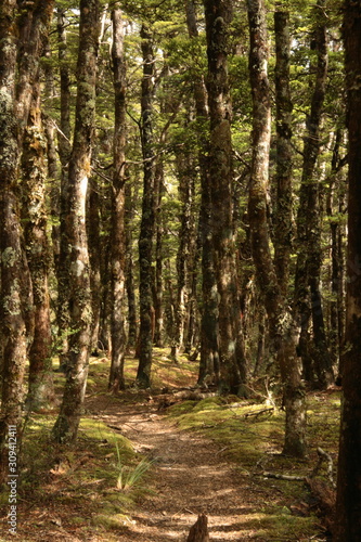 Fototapeta Naklejka Na Ścianę i Meble -  Primeval rainforest in New Zealand with thick lush evergreen vegetation and tree fern in the Southern Alps