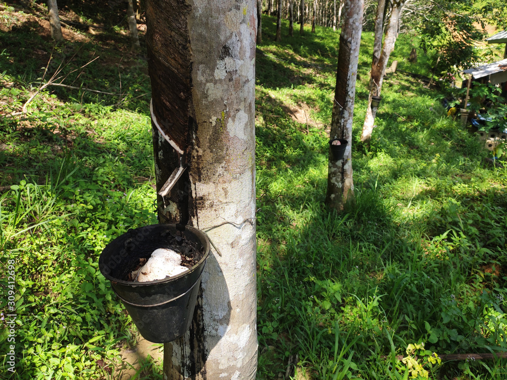 Rubber plantation in Seremban Malaysia. Rubber trees produce latex which when processed will turn into rubber. Only mature trees can be tapped for latex Rubber plantation in Seremban Malaysia. Rubber trees produce latex which when processed will turn into rubber. Only mature trees can be tapped for latex