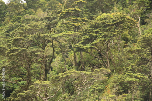 Primeval rainforest in New Zealand with thick lush evergreen vegetation and tree fern in the Southern Alps
