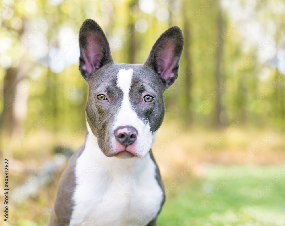 A blue and white Pit Bull Terrier mixed breed dog with large ears