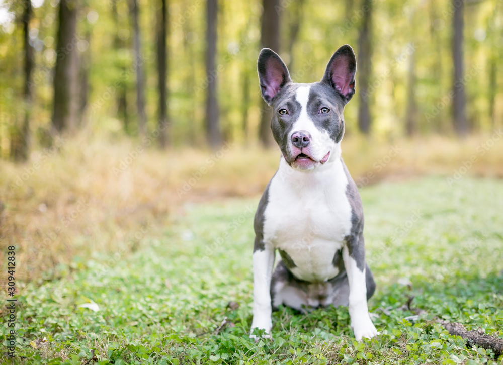 A blue and white Pit Bull Terrier mixed breed dog with large ears sitting outdoors