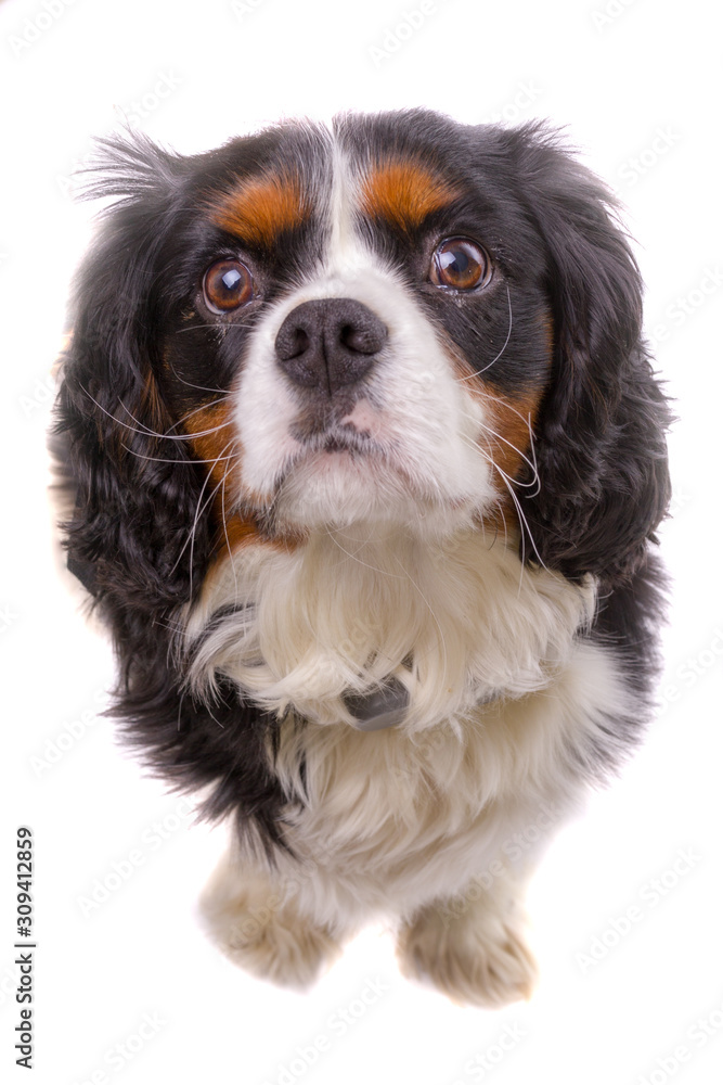 Cavalier King Charles Spaniel on high key white background