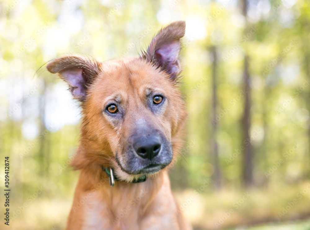 A brown Shepherd mixed breed dog with brown eyes sitting outdoors and listening with a head tilt A brown Shepherd mixed breed dog with brown eyes sitting outdoors and listening with a head tilt