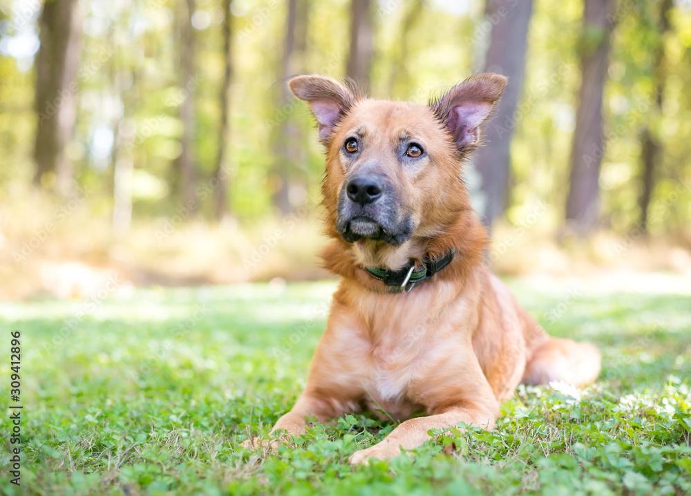 A brown Shepherd mixed breed dog with brown eyes lying in the grass