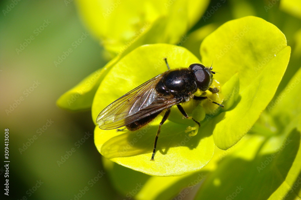 Syrphid Fly (Cheilosia latifrons) Syrphid Fly (Cheilosia latifrons)