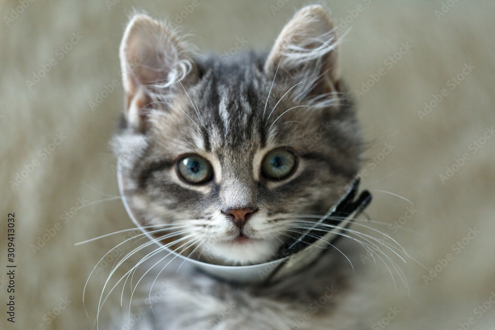 Little grey kitten in veterinary plastic cone on the head at recovery after surgery. Animal healthcare. Little grey kitten in veterinary plastic cone on the head at recovery after surgery. Animal healthcare.
