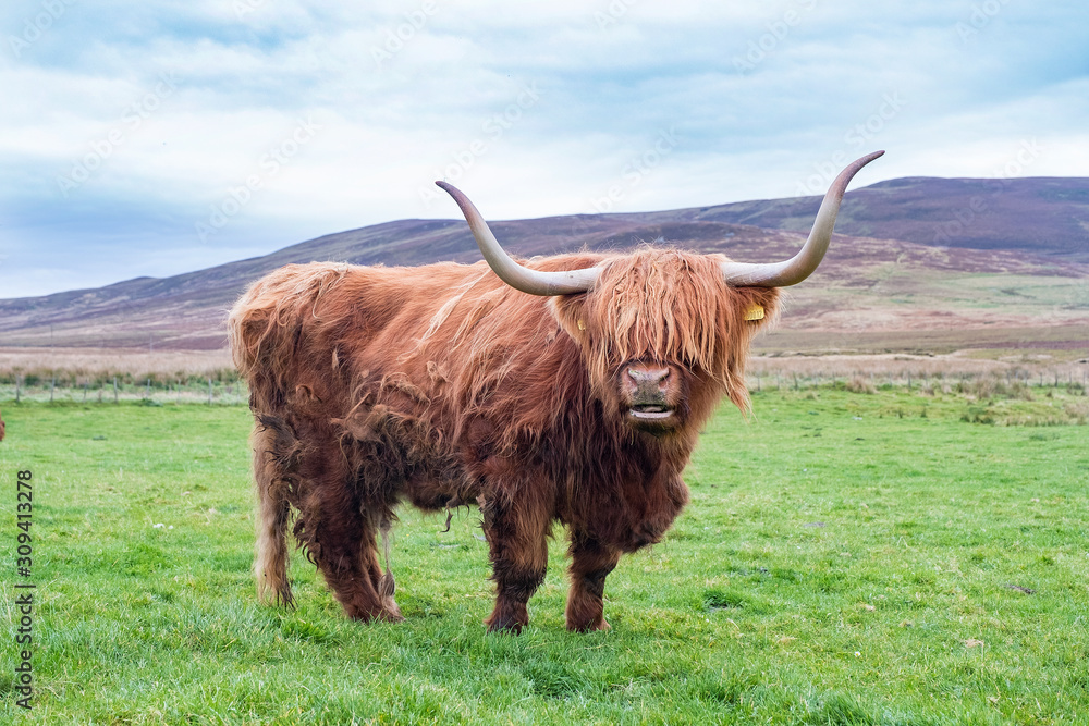 Hairy Highland cattle on green grassy field in Scotland Hairy Highland cattle on green grassy field in Scotland