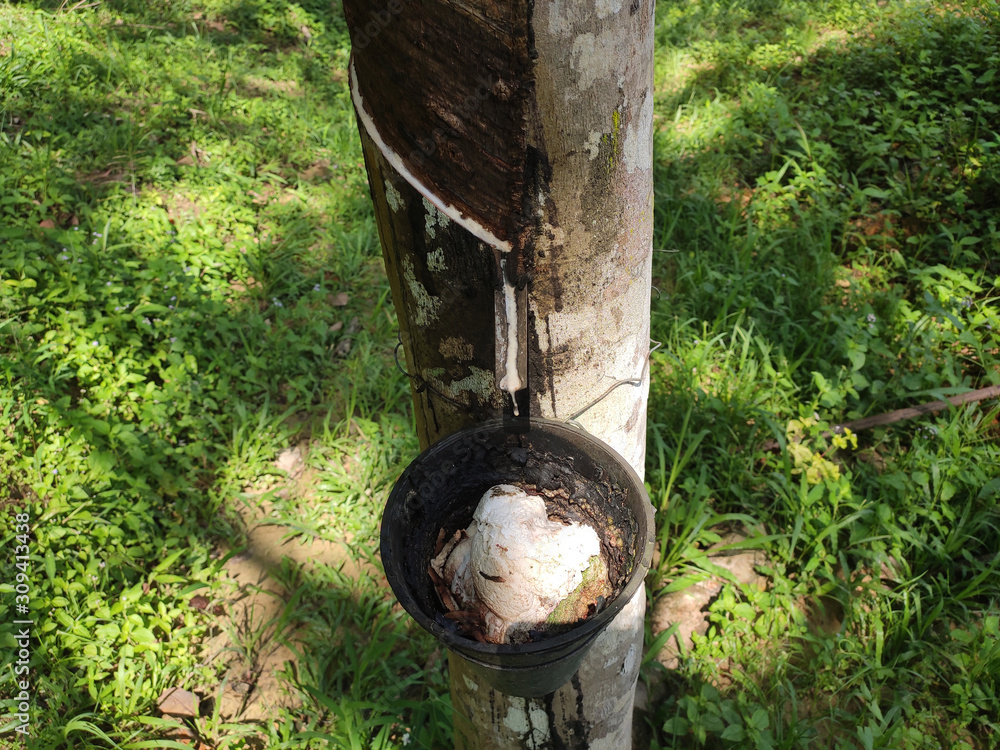Rubber plantation in Seremban Malaysia. Rubber trees produce latex which when processed will