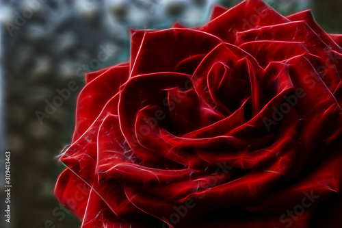 Red rose, with water drops on the petals