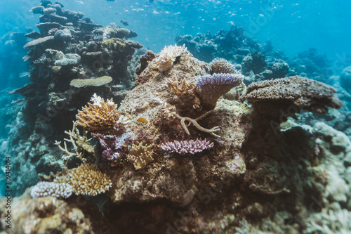 AUSTRALIA, Great Barrier Reef: underwater shot of corals and reef © Rafael