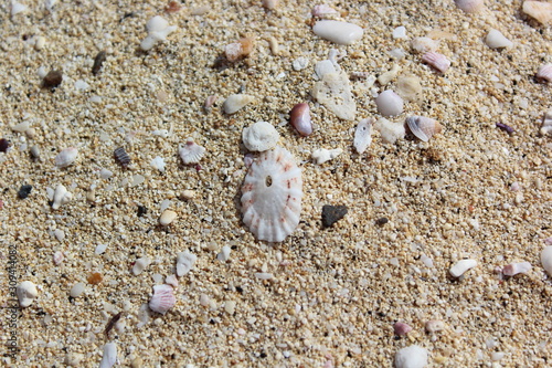 shell on the beach