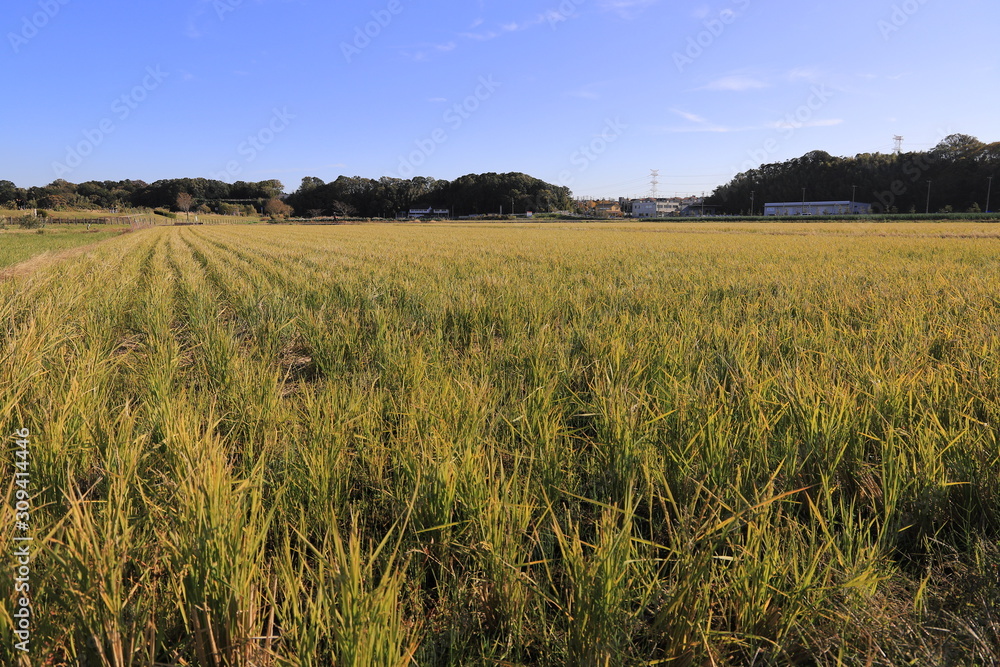 The rice field in the autumn, Chiba, Japan