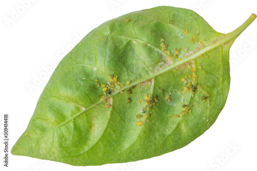 Aphids on chili leaves on a white background.