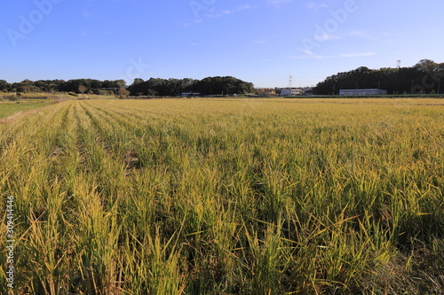 The rice field in the autumn  Chiba  Japan