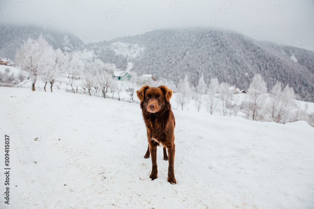 Beautiful dog in a frozen winter landscape Beautiful dog in a frozen winter landscape
