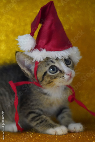 Cat's Portrait using a Christmas Hat © Ana
