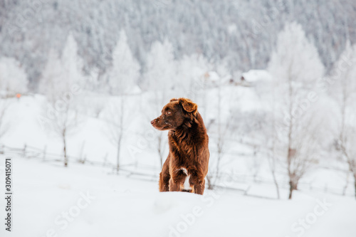 Beautiful dog in a frozen winter landscape