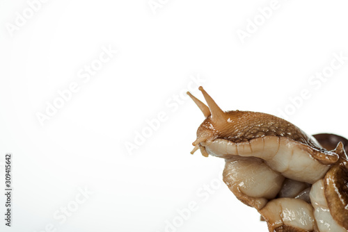 close up view of slimy brown snail head isolated on white © LIGHTFIELD STUDIOS