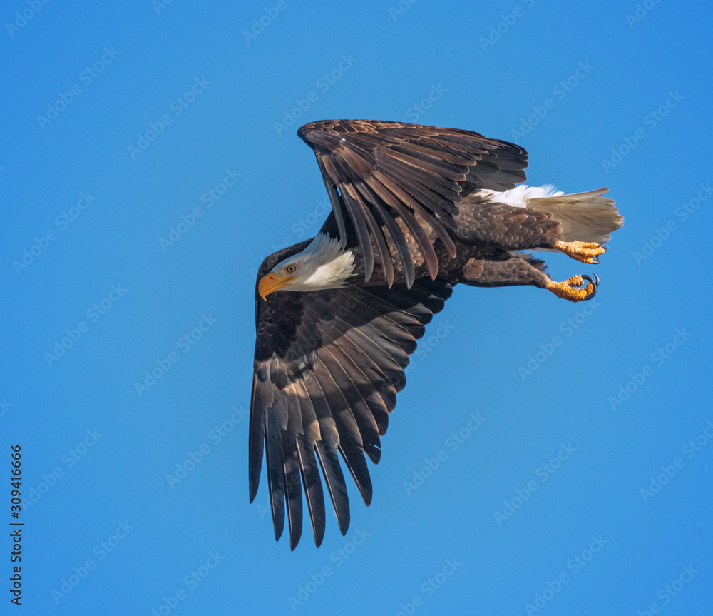 Obraz premium bald eagle taking off