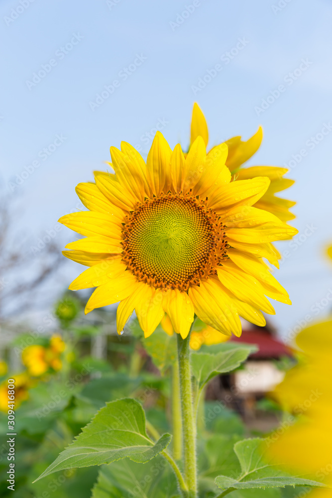 Beautiful sunflowers blooming in the morning Beautiful sunflowers blooming in the morning