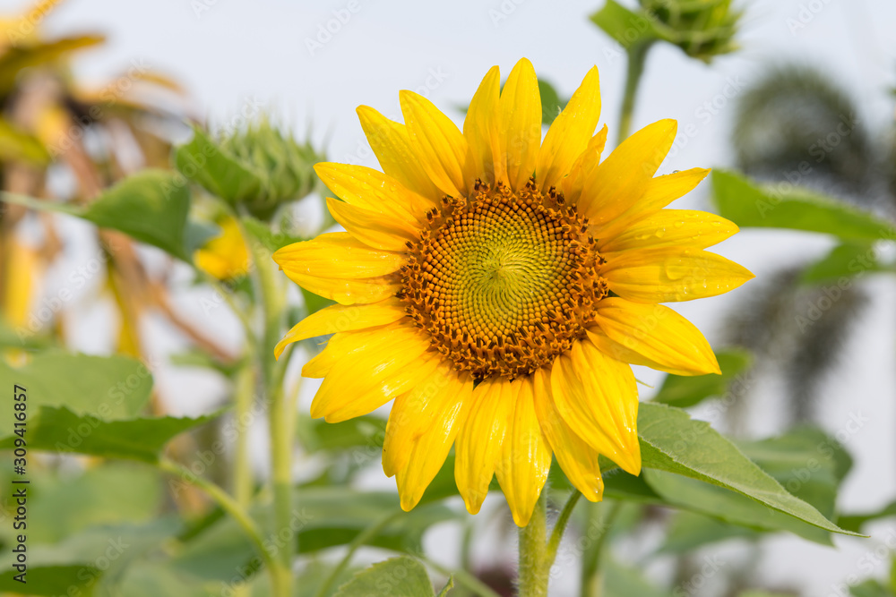 Beautiful sunflowers blooming in the morning Beautiful sunflowers blooming in the morning