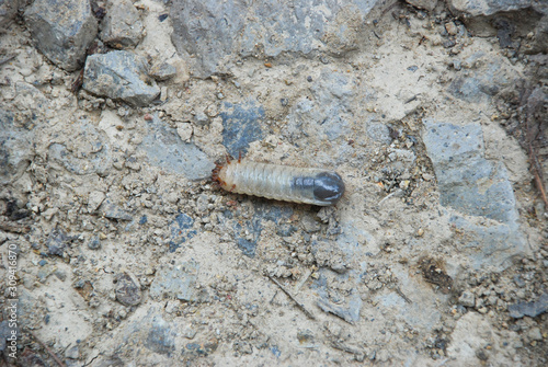 Maggot of the moth or a bug moving through plantless area photo