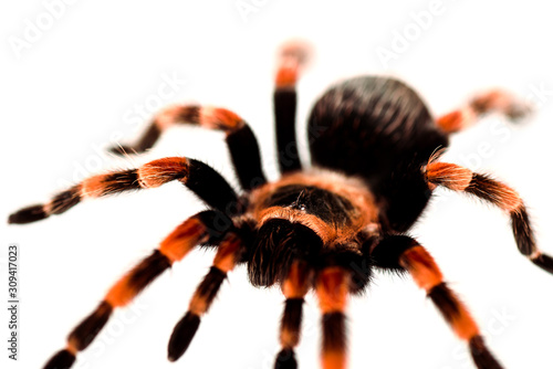 close up view of black and red hairy spider isolated on white