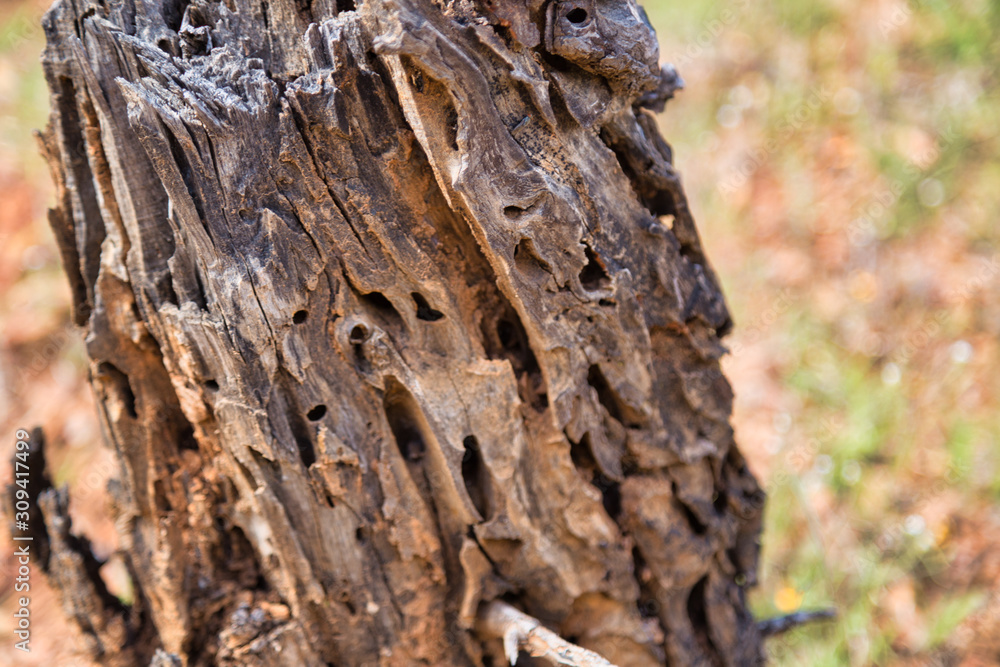tree devastated by Termites, texture tree devastated by Termites, texture