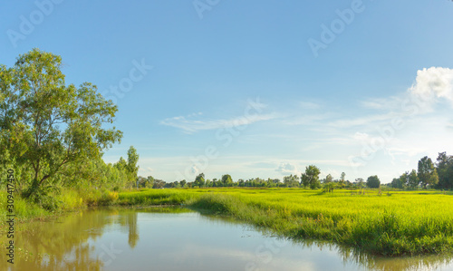 Panorama green fiel and blue sky in a day. © Charnchai saeheng