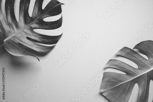 Black and white of monstera leaves (leaf) on colorful for decorating composition design background