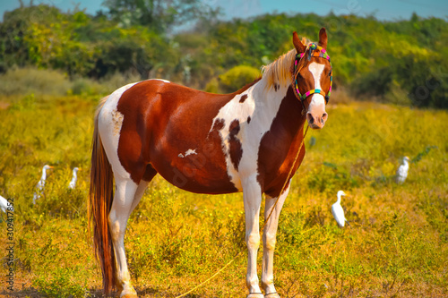 American quarter horse close up view,mustang  horse standing on ground,American paint horse ,top view of beautiful horse © Dinesh