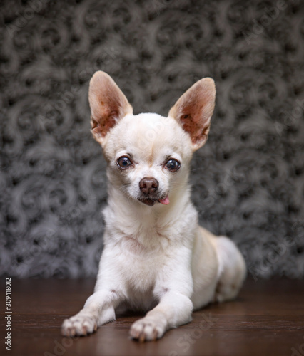 cute dog portrait © annette shaff