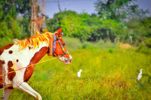 horse running normally,golden heirs horse,Traditional Indian horse,indian kutchhi horse photo