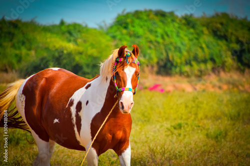 Bild auf Leinwand Indian marwari horse,white/brown horse on grass field,beautiful African horse on