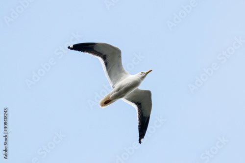 Lesser black-backed gull larus fuscus flying under blue sky. Large dark waterbird in wildlife.