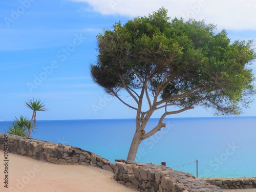 tree on beach